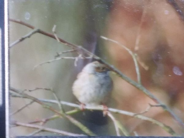 Heckenbraunelle  - Robert Wakulski