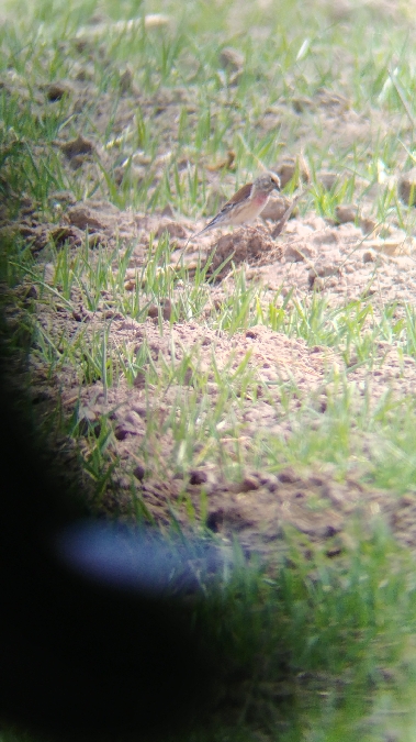 makolągwa  - Monika Żochowska