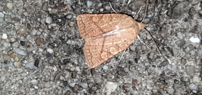 Jodia croceago  - Melchior Viallet