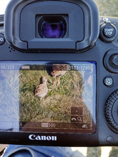 Dunlin  - Michał Polakowski