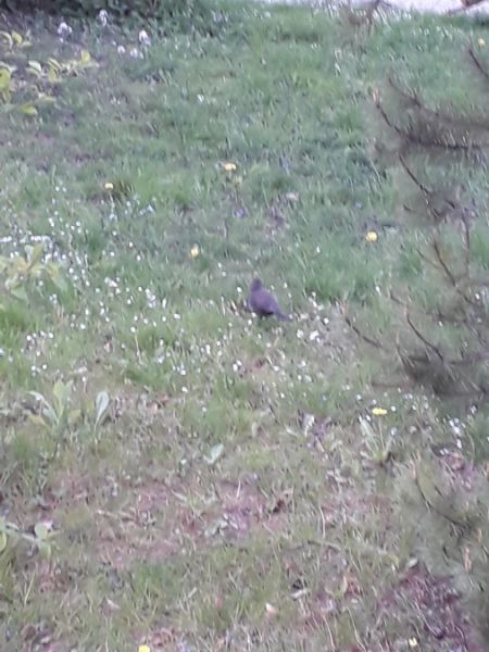 kos  - Karol Łanocha