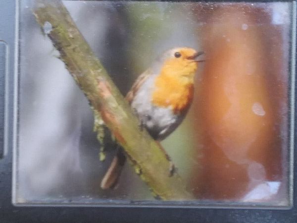 Rotkehlchen  - Robert Wakulski