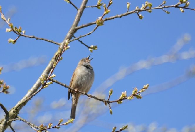 Dunnock  - Łukasz Wawrzyniak