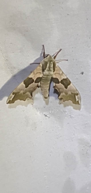 Sphinx du tilleul  - Melchior Viallet