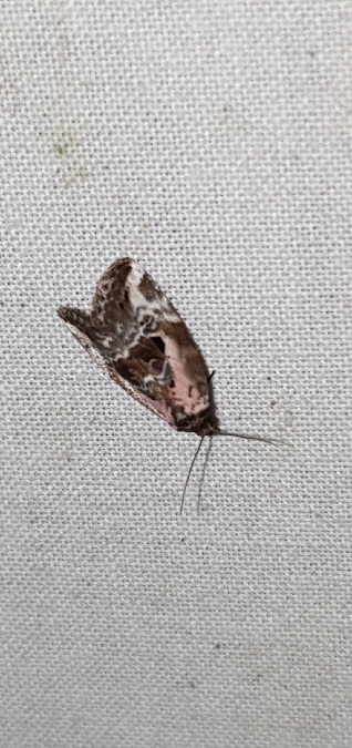 Elaphria venustula  - Melchior Viallet