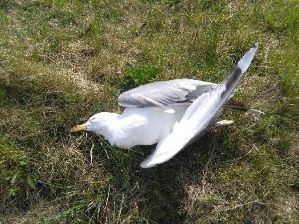 Goéland pontique  - Tomasz Zarzycki