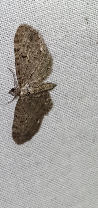 Eupithecia virgaureata  - Melchior Viallet