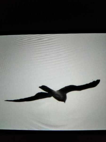 błotniak łąkowy  - Andrzej Lipiński