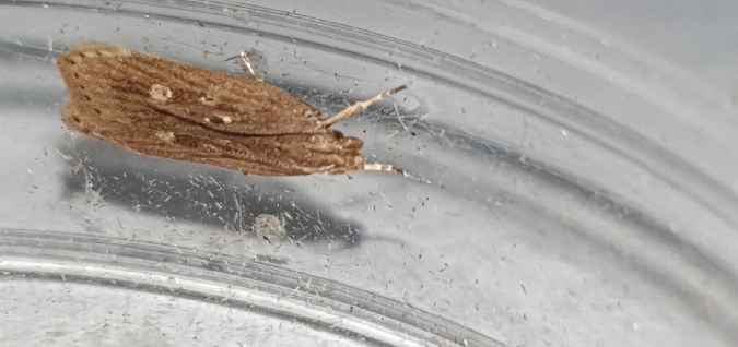 Helcystogramma triannulella  - Melchior Viallet