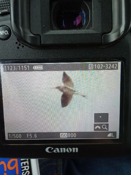 Grünschenkel  - Michał Polakowski