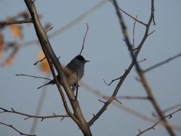 Eurasian Blackcap  - Szymon Sendera