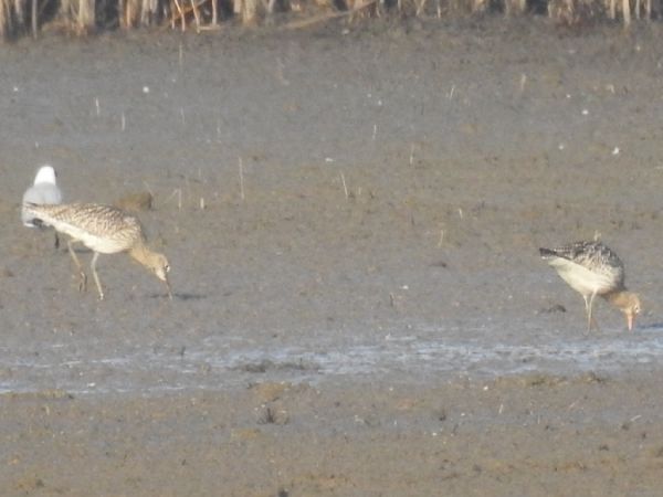 kulik wielki  - Szymon Sendera