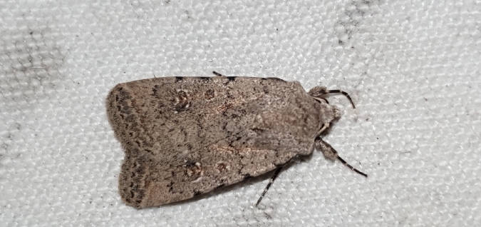 Caradrina clavipalpis  - Melchior Viallet