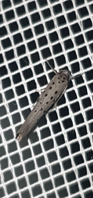 Yponomeuta sedella  - Melchior Viallet