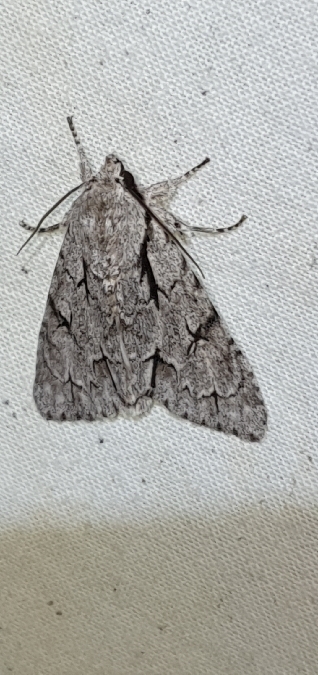 Acronicta tridens / psi  - Melchior Viallet