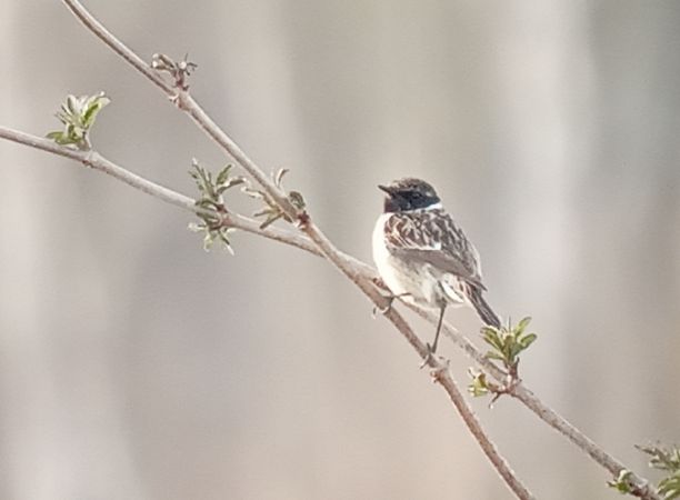 European Stonechat  - Michał Polakowski