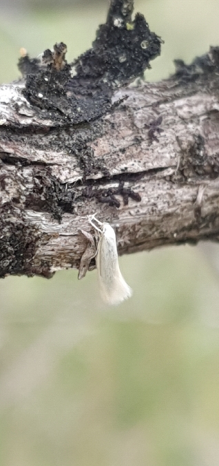 Elachista argentella  - Melchior Viallet