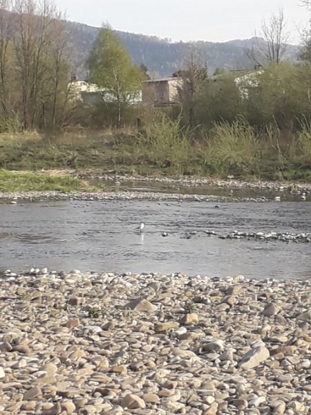 Lachmöwe  - Karol Łanocha