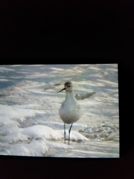 Teichwasserläufer  - Andrzej Lipiński