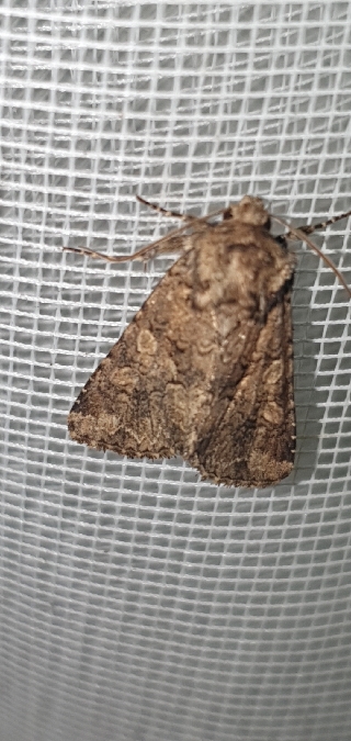 Conisania luteago  - Melchior Viallet