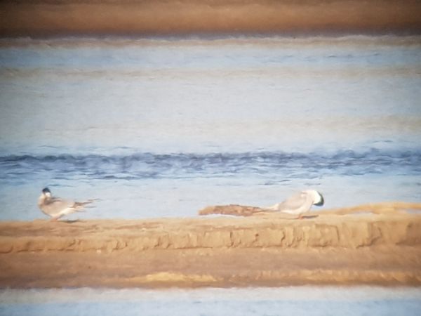 Common Tern  - Marcin Charymski