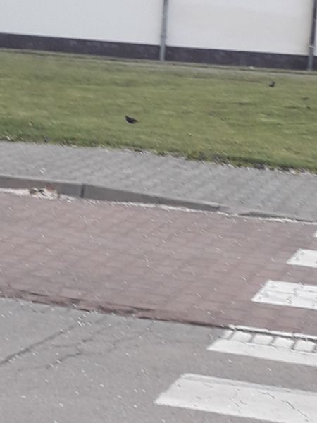 Merle noir  - Karol Łanocha