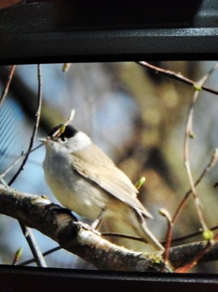 Eurasian Blackcap  - Andrzej Lipiński