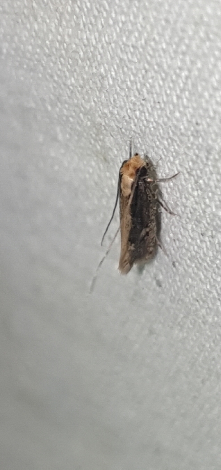 Monopis crocicapitella  - Melchior Viallet
