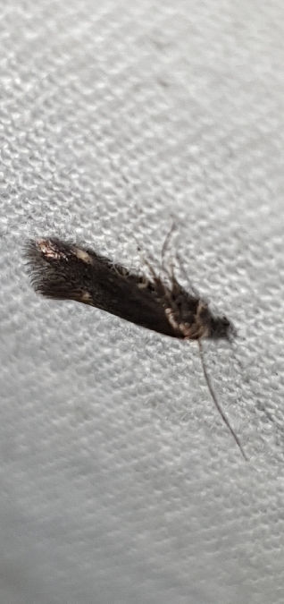 Aproaerema anthyllidella  - Melchior Viallet