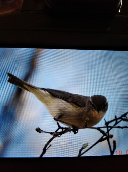 Zilpzalp  - Andrzej Lipiński