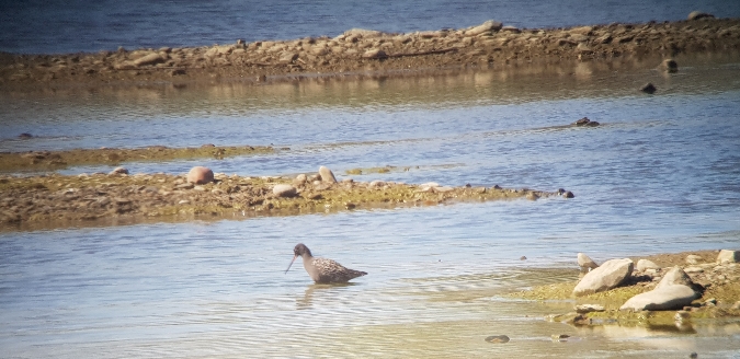 Spotted Redshank  - Łukasz Janocha
