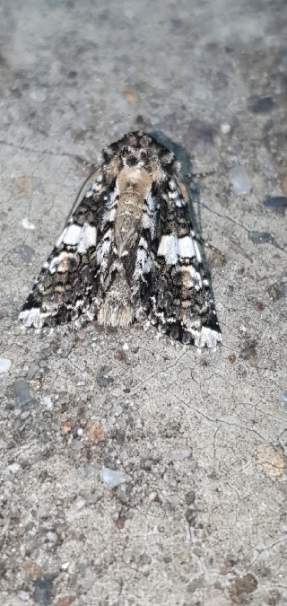 Hadena confusa  - Melchior Viallet