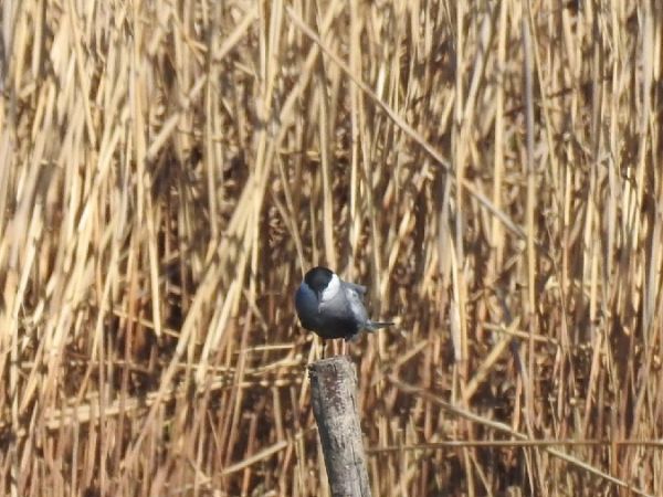 Weißbart-Seeschwalbe  - Szymon Sendera