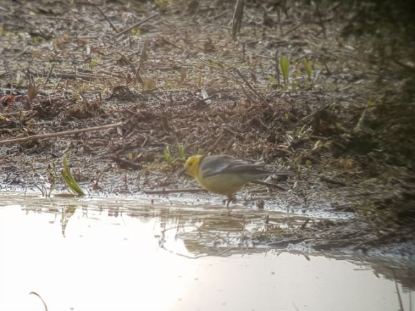 Zitronenstelze  - Marcin Charymski