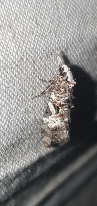 Phtheochroa rugosana  - Melchior Viallet