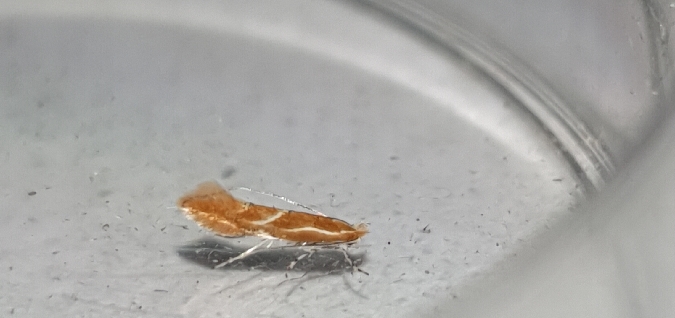 Phyllonorycter corylifoliella  - Melchior Viallet