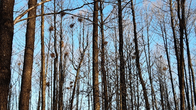 gawron  - Krzysztof Sokołowski