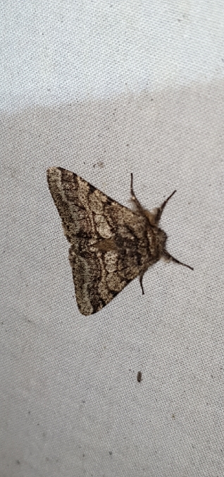 Lycia hirtaria  - Melchior Viallet