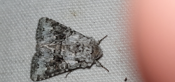 Hecatera bicolorata  - Melchior Viallet