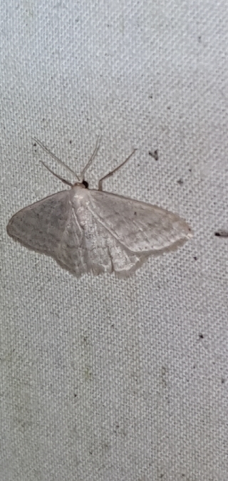 Idaea subsericeata  - Melchior Viallet
