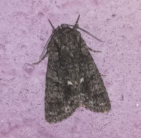 Noctuelle de la patience  - Thomas Lux