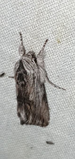 Calophasia platyptera  - Melchior Viallet