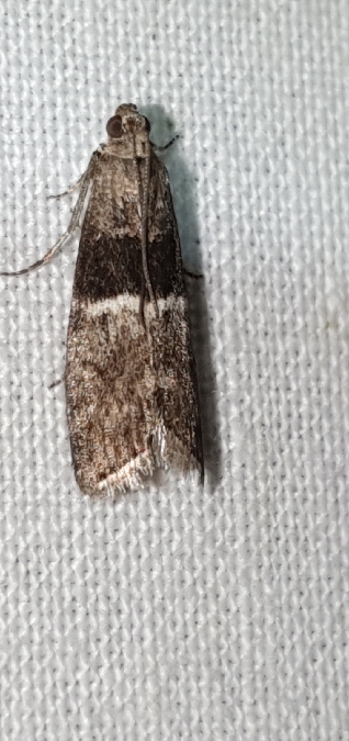 Elegia similella  - Melchior Viallet