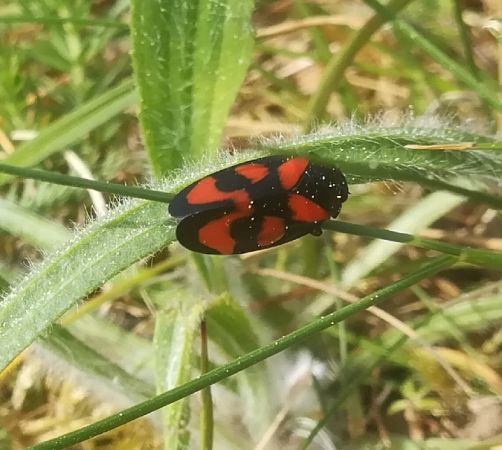 Cercopis vulnerata  - Thomas Lux