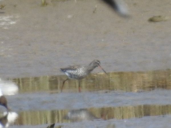 Spotted Redshank  - Szymon Sendera