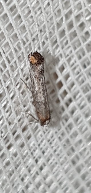 Pseudoswammerdamia combinella  - Melchior Viallet