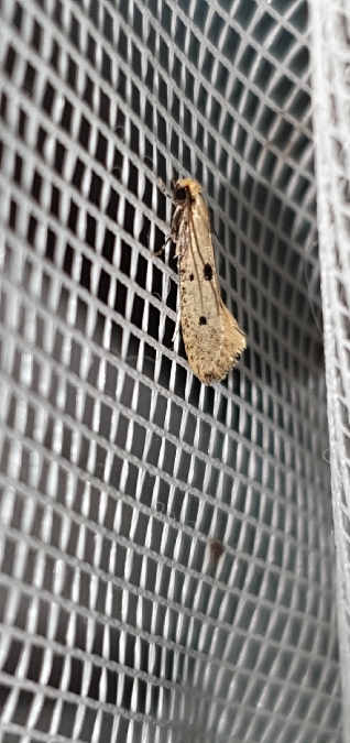Tinea trinotella  - Melchior Viallet