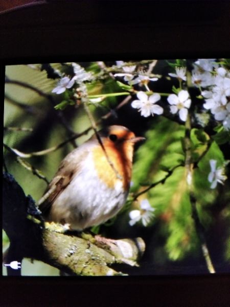 Rotkehlchen  - Andrzej Lipiński
