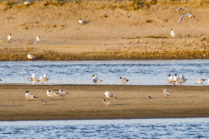 rybitwa rzeczna  - Anna Kamilewicz-Wicik