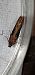 Scrobipalpa costella  - Melchior Viallet